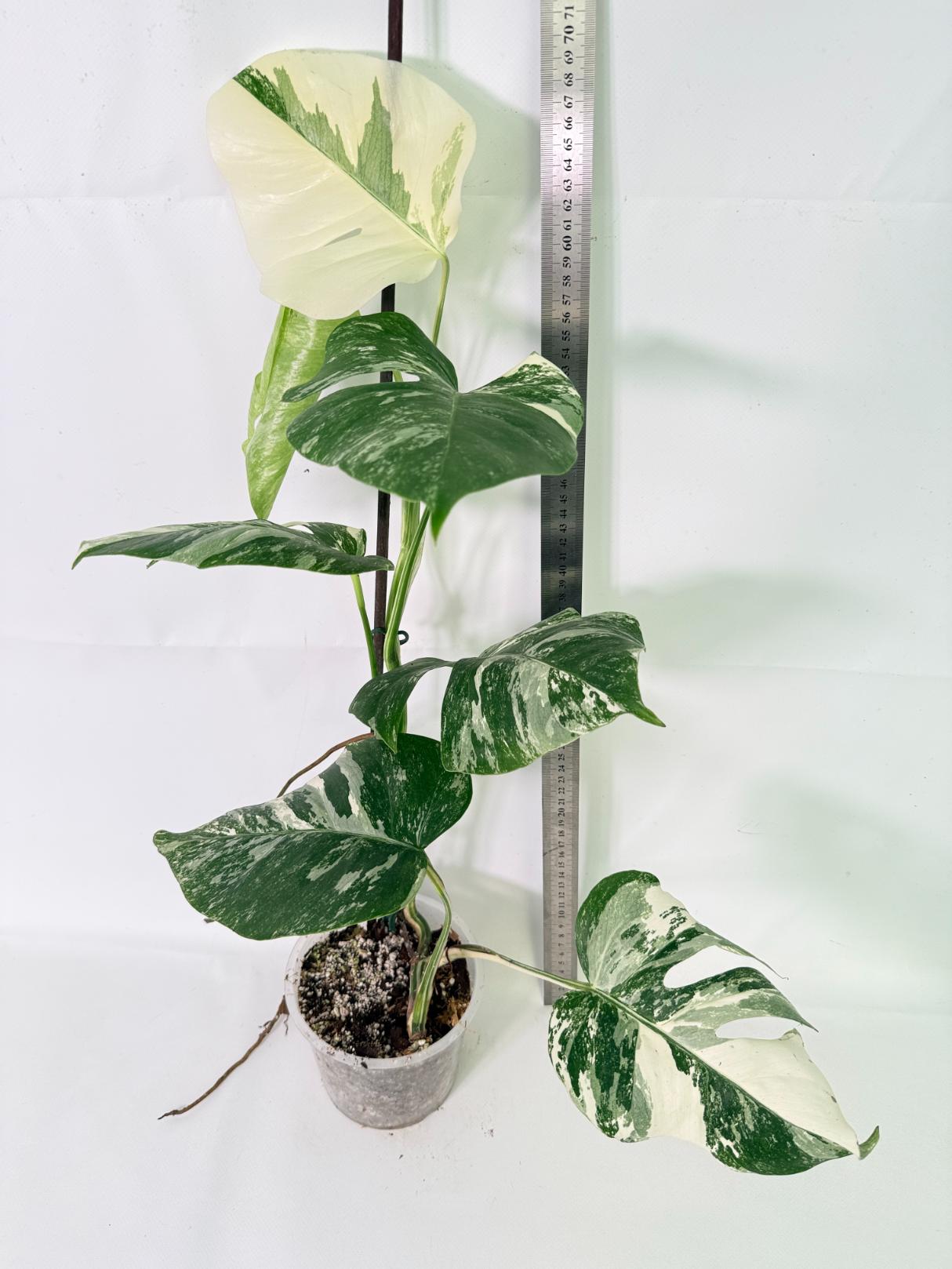 Monstera Albo Variegata XL 02