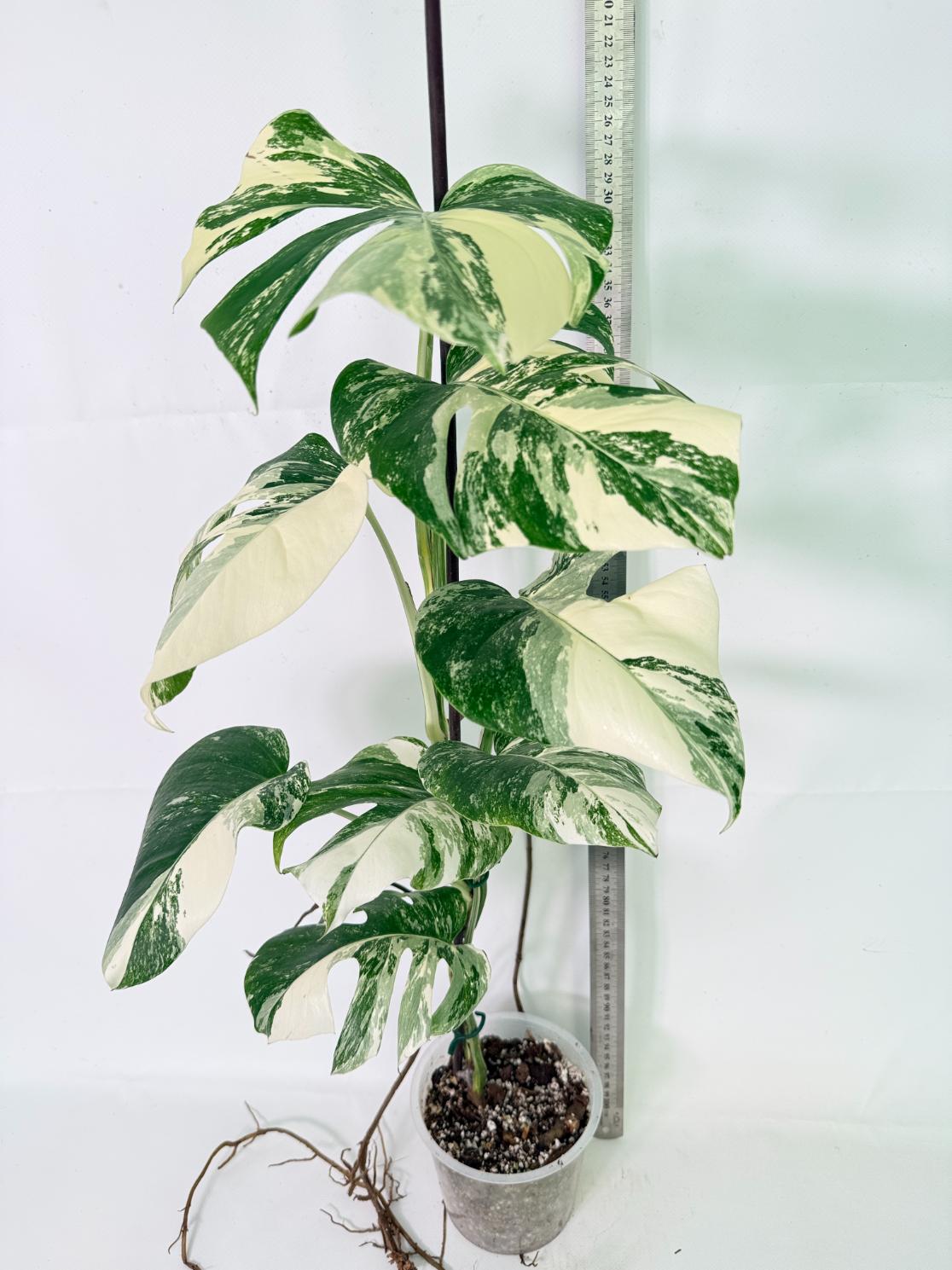 Monstera Albo Variegata XL 02