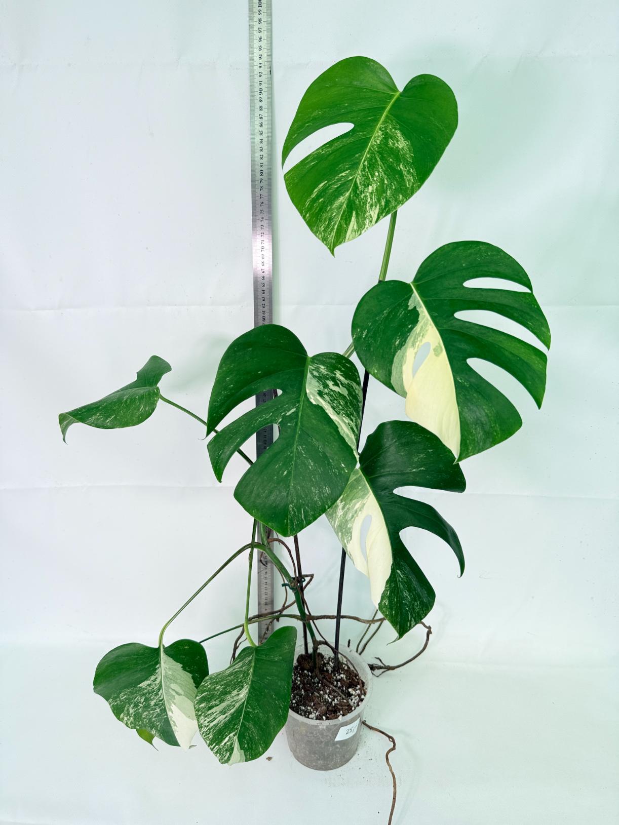 Monstera Albo Variegata XL 01