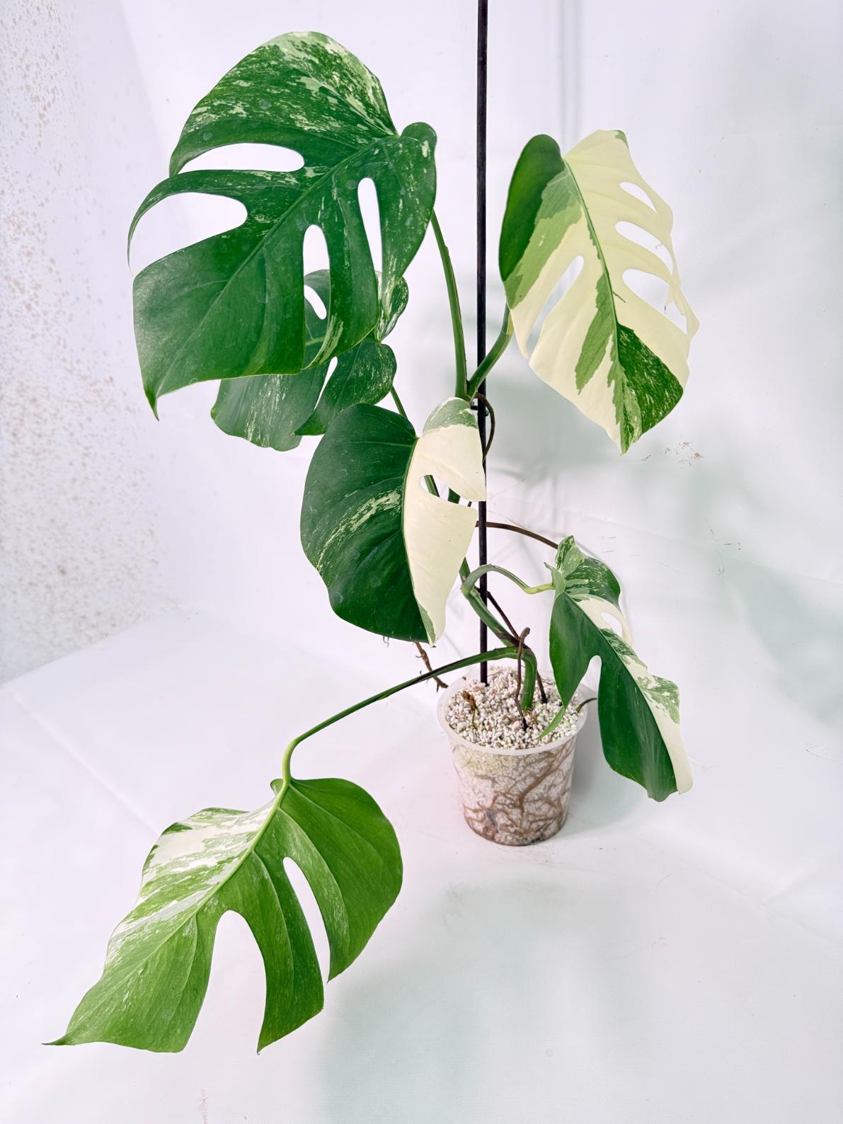 Monstera Albo Variegata XL 02
