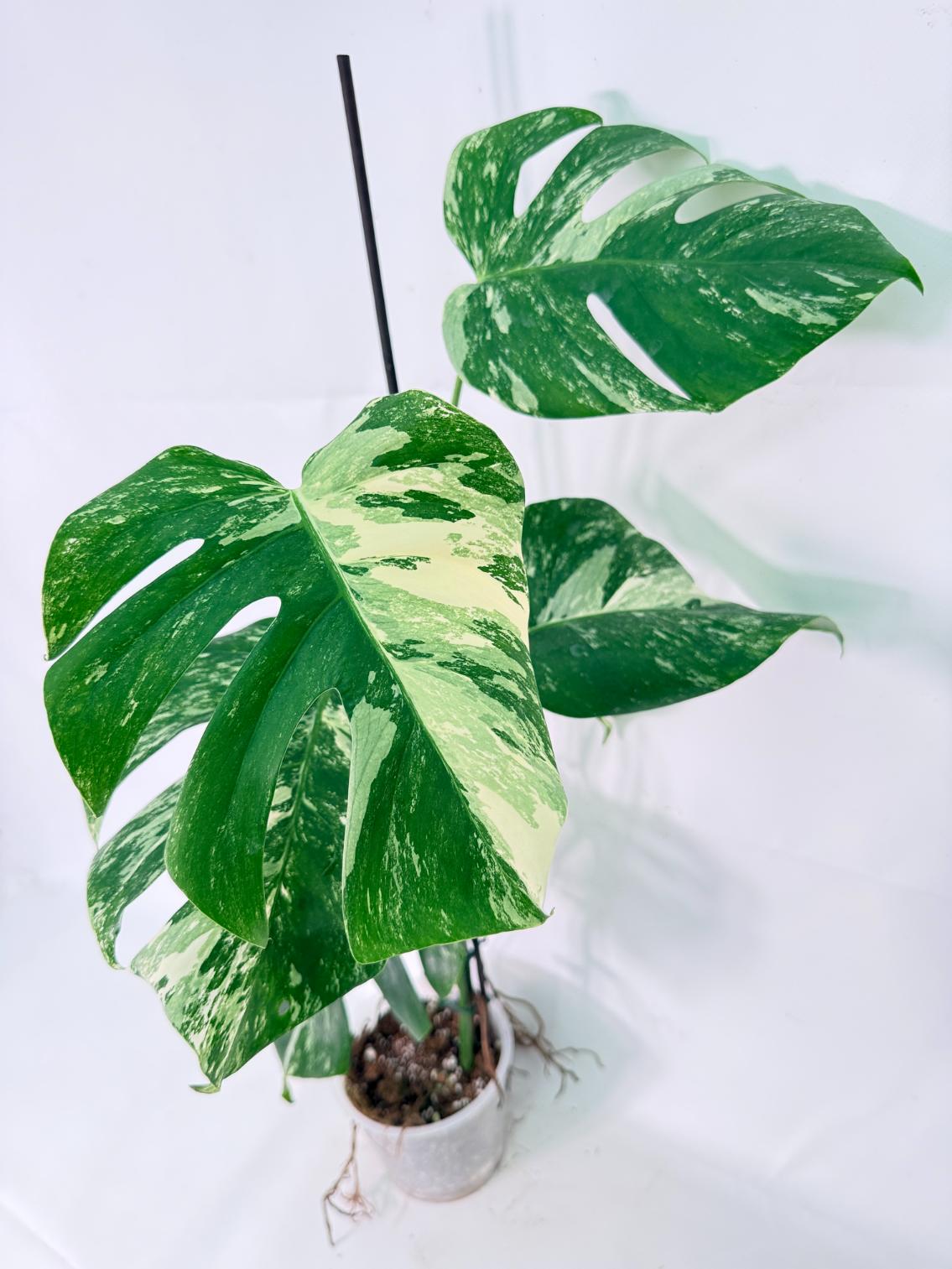 Monstera Albo Variegata XL 02