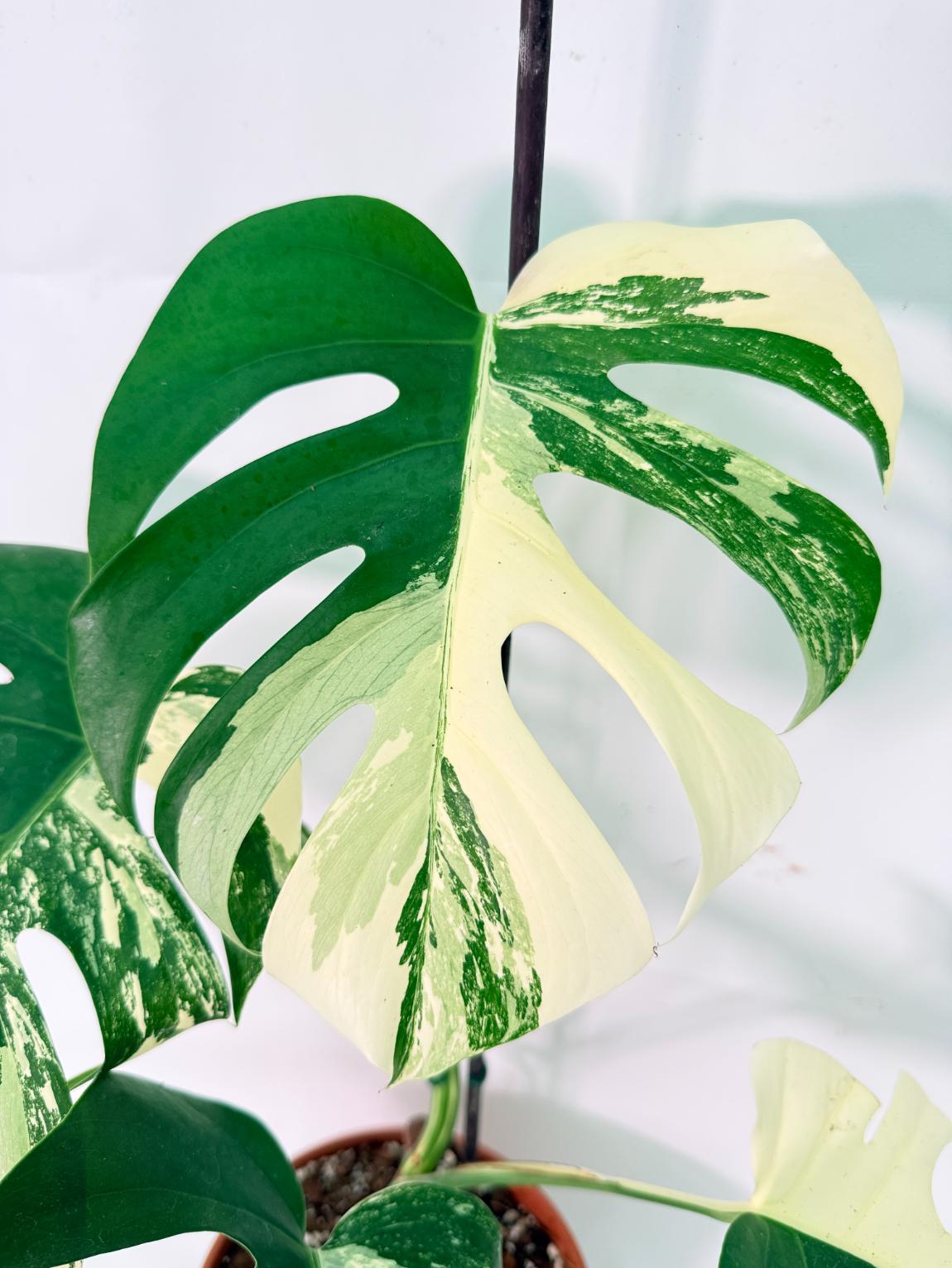 Monstera Albo Variegata XL 02