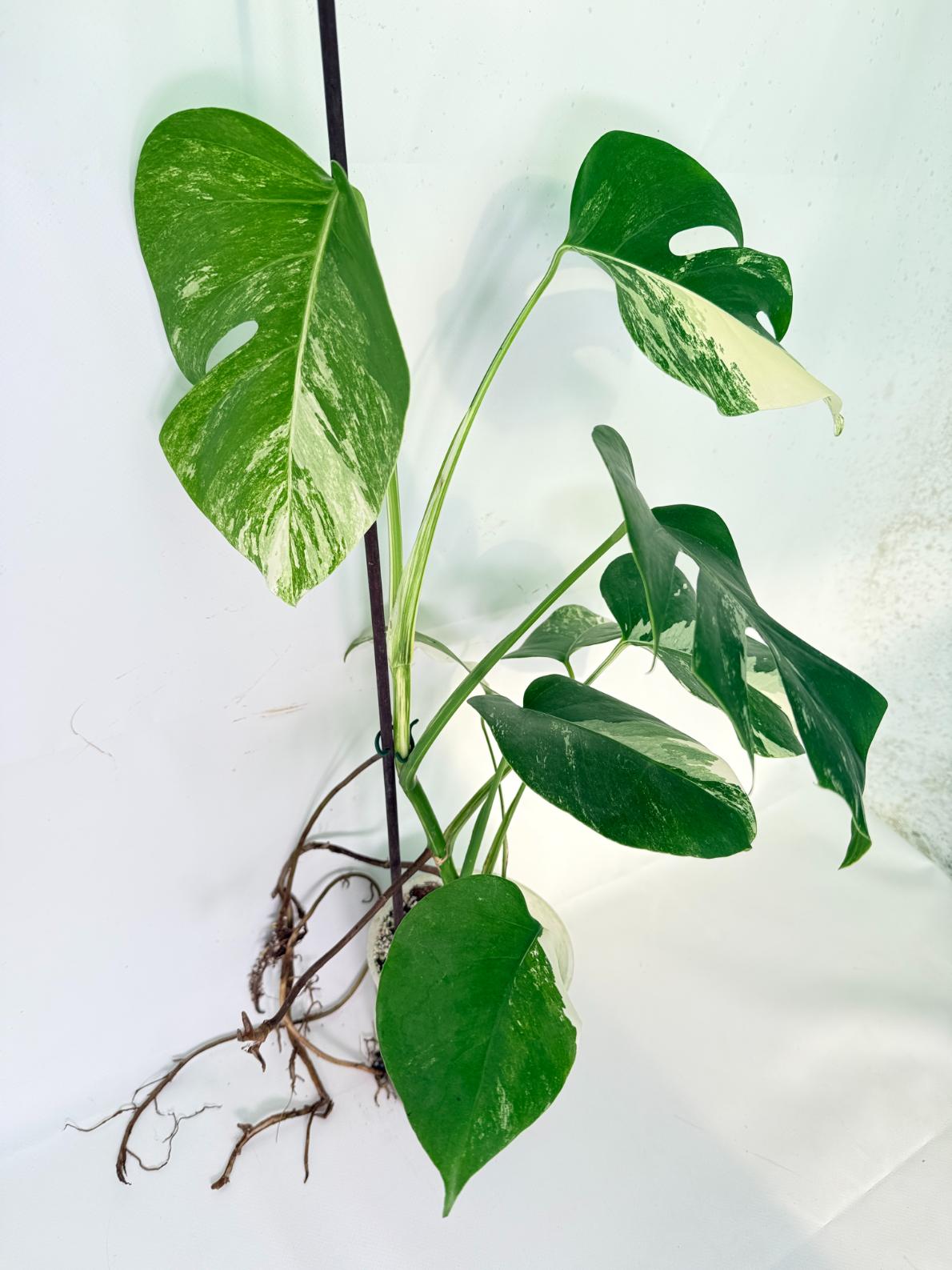 Monstera Albo Variegata XL 01