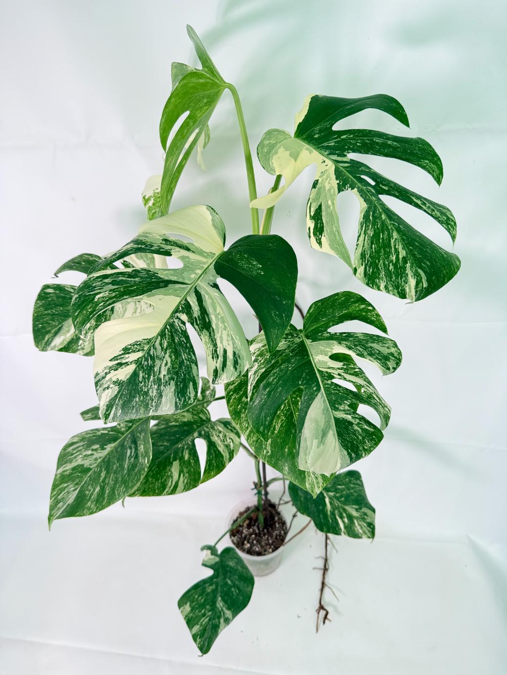 Monstera Albo Variegata XXL 02