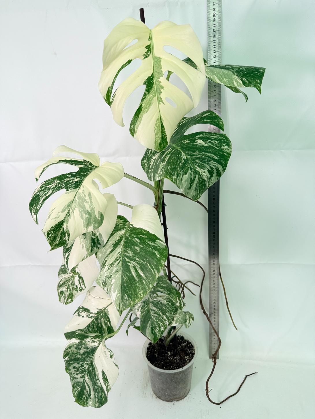 Monstera Albo Variegata XXL 01