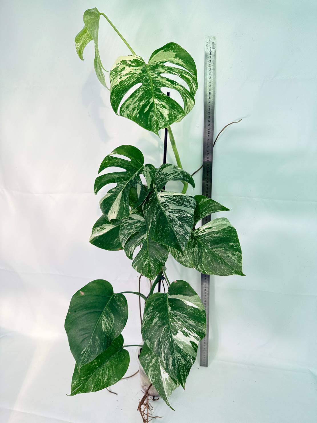 Monstera Albo Variegata XXL 02