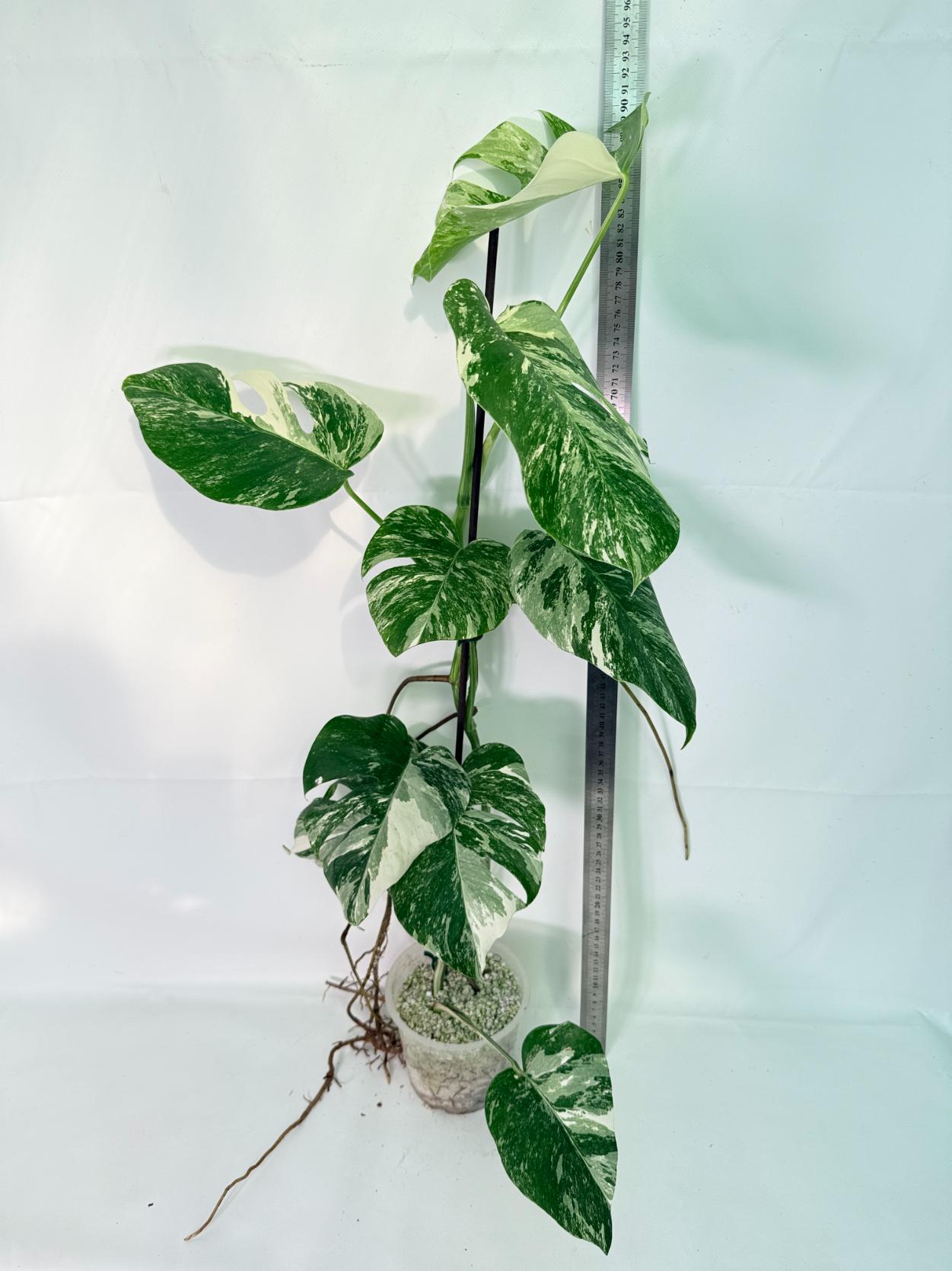 Monstera Albo Variegata XXL 02