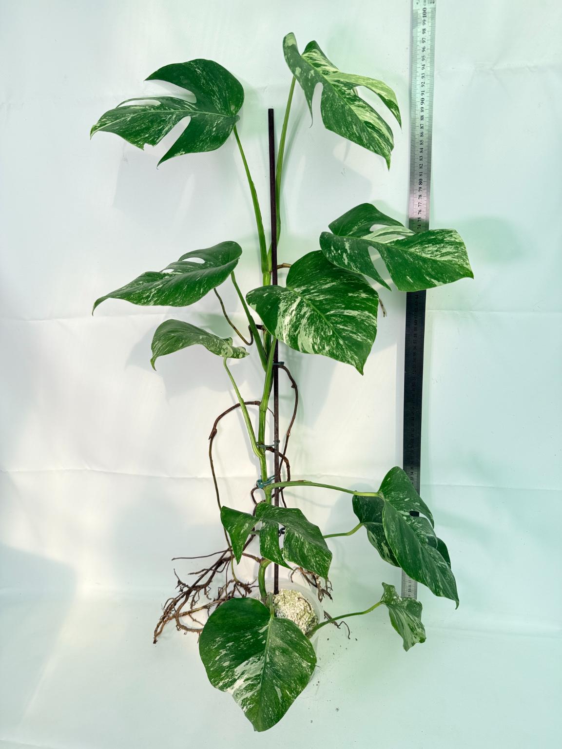 Monstera Albo Variegata XXL 02