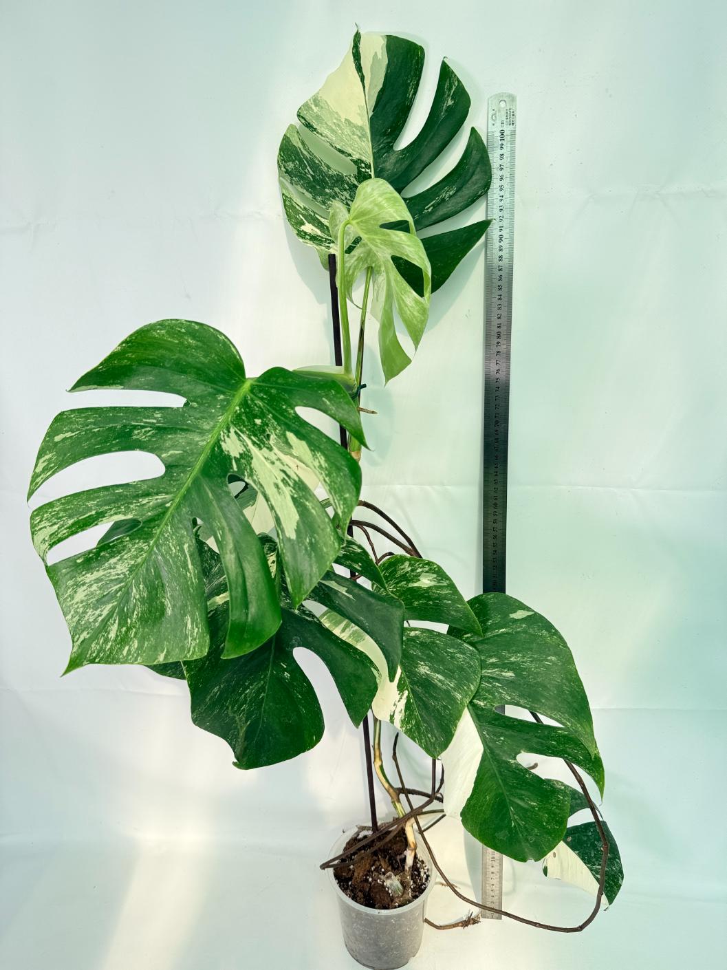 Monstera Albo Variegata XXL 02