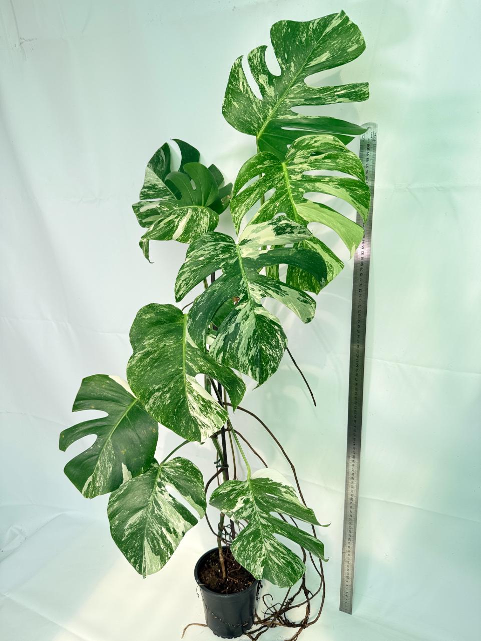 Monstera Albo Variegata XXL 02