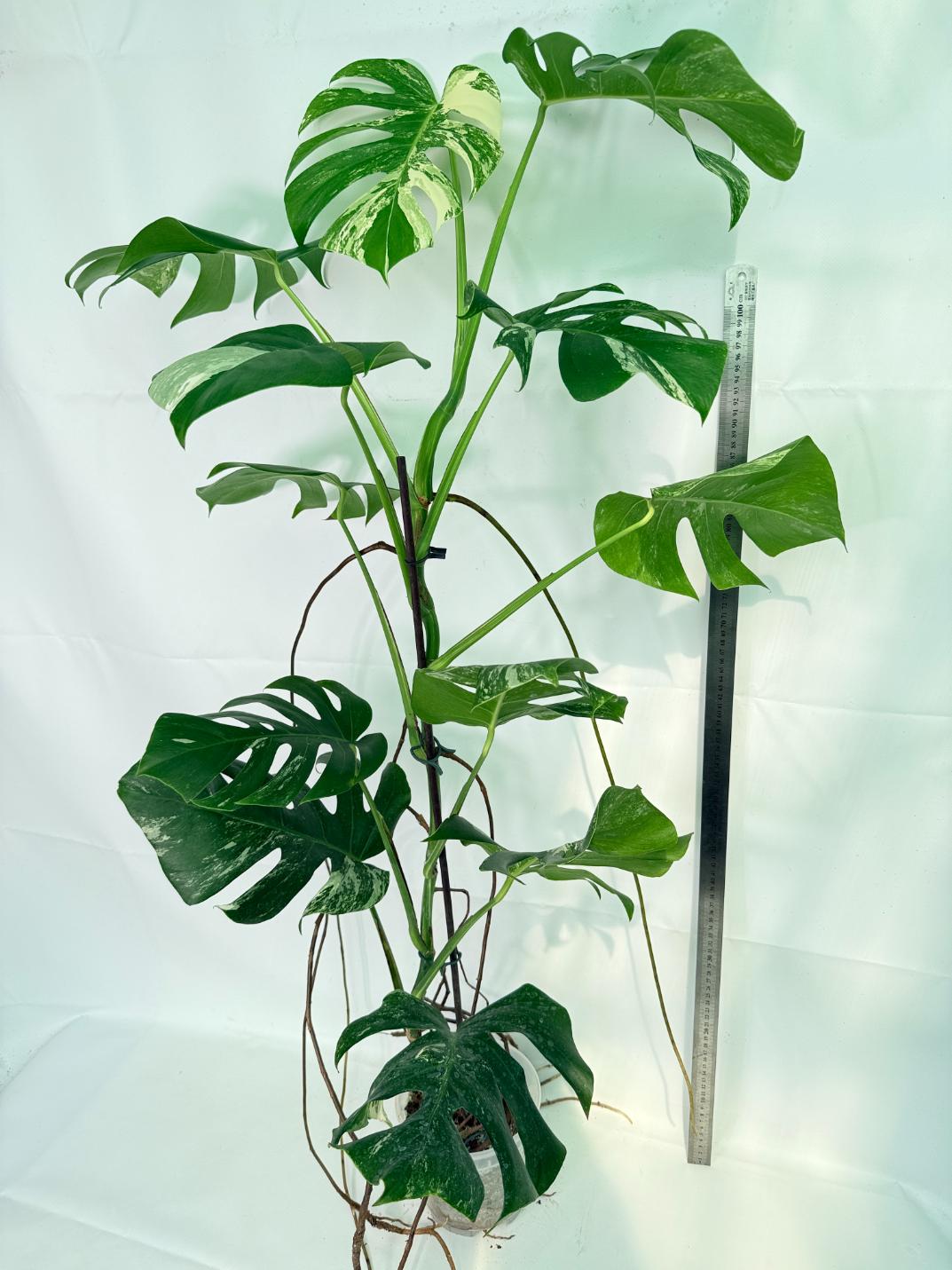 Monstera Albo Variegata XXL 01