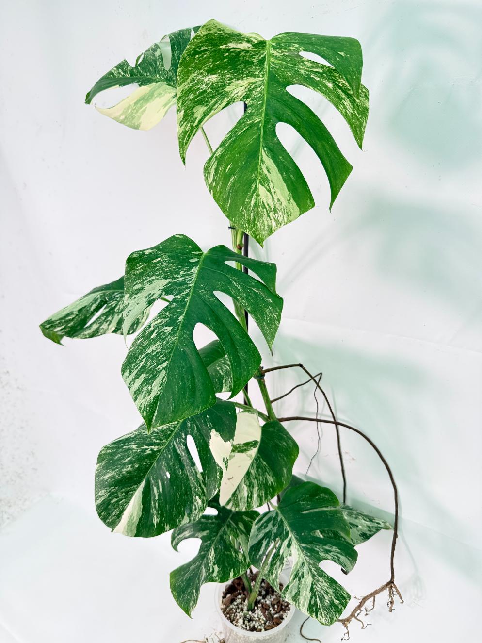 Monstera Albo Variegata XXL 02