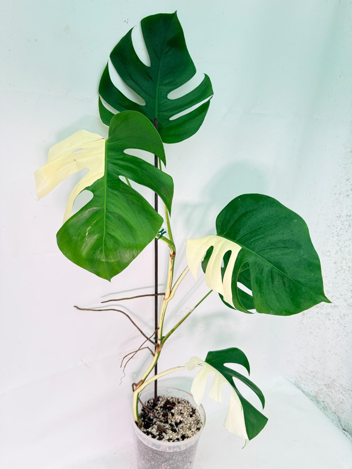 Monstera Albo Variegata XXL 01