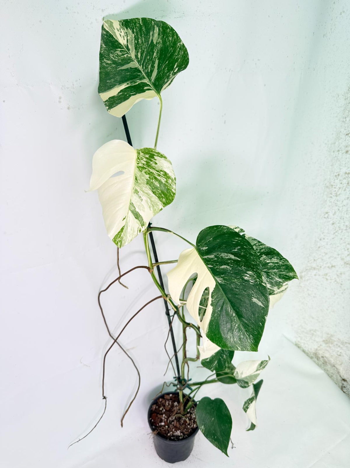 Monstera Albo Variegata XXL 01