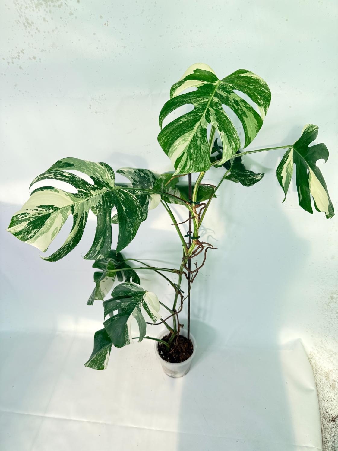 Monstera Albo Variegata XXL 01