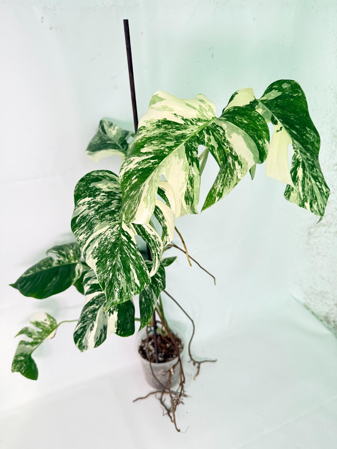 Monstera Albo Variegata XXL 02