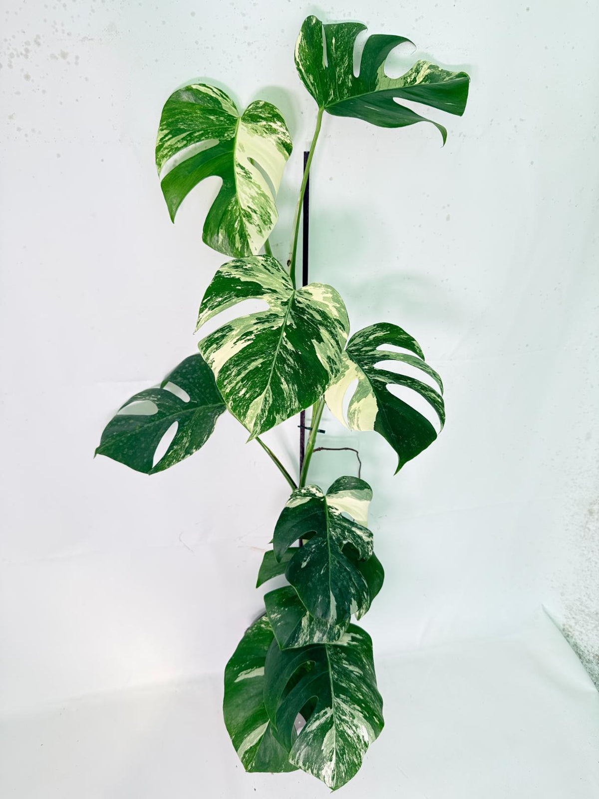 Monstera Albo Variegata XXL 02