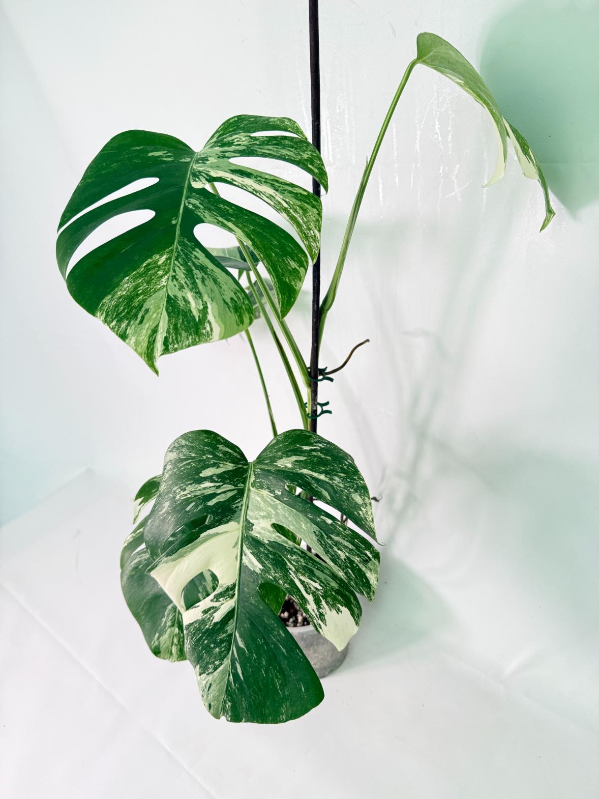 Monstera Albo Variegata XXL 02