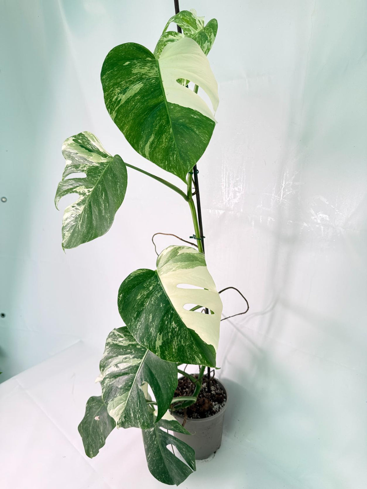 Monstera Albo Variegata XXL 02