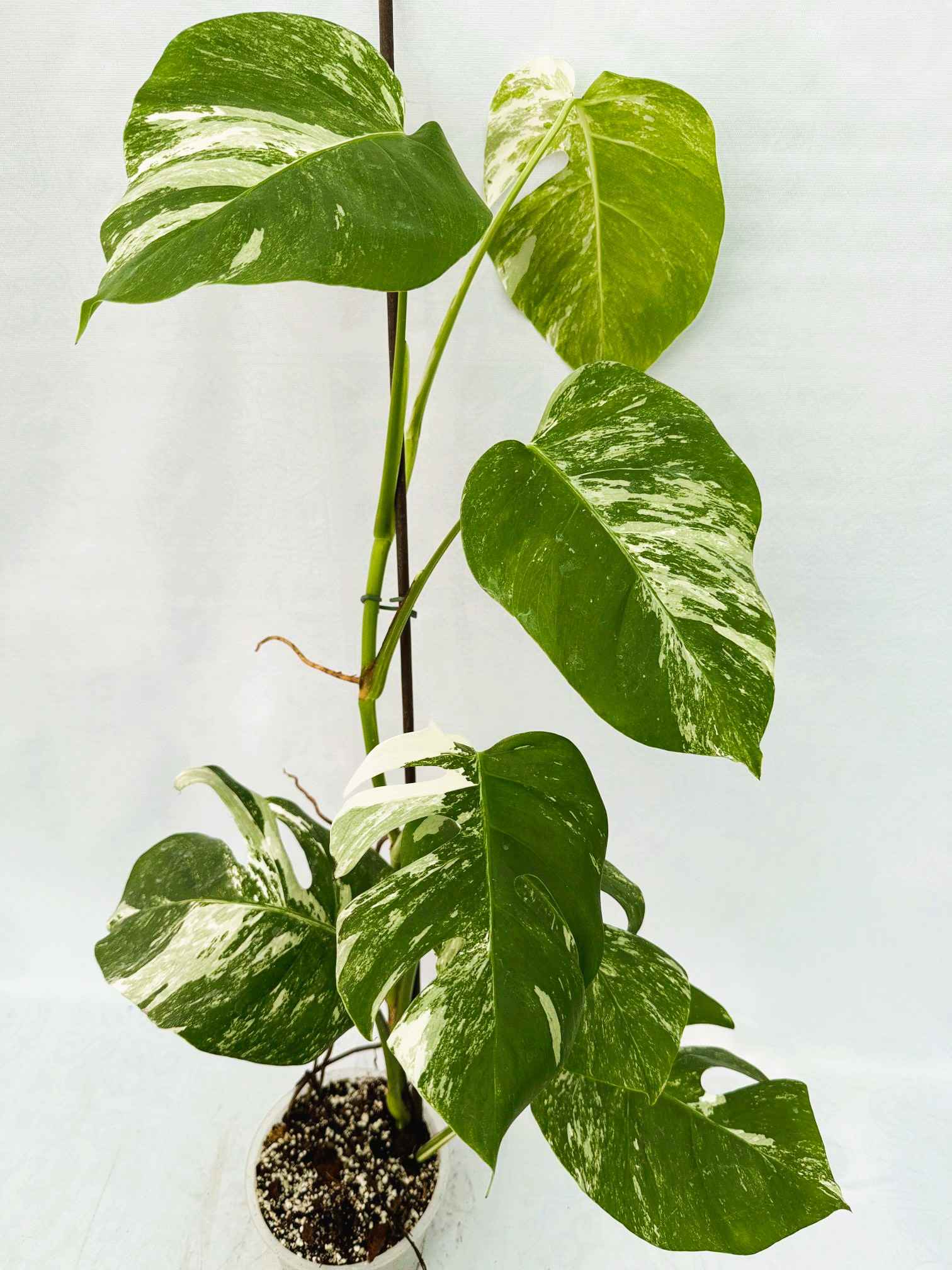 Monstera_Albo_Variegato25_10_7_11