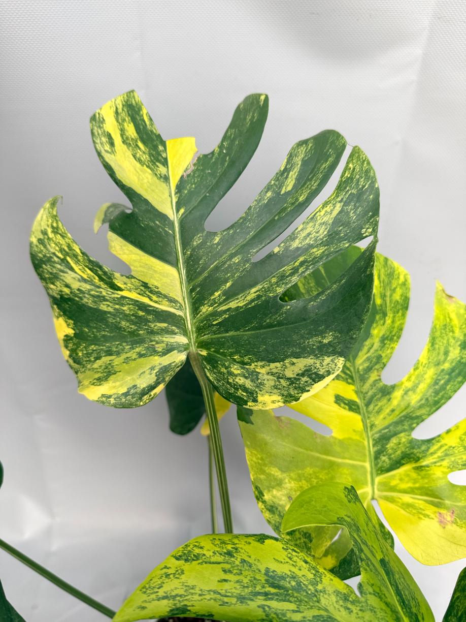 Monstera Variegata Aurea 06