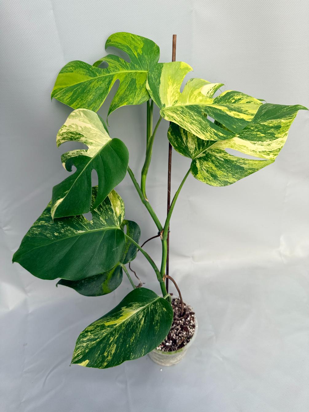 Monstera Variegata Aurea XL