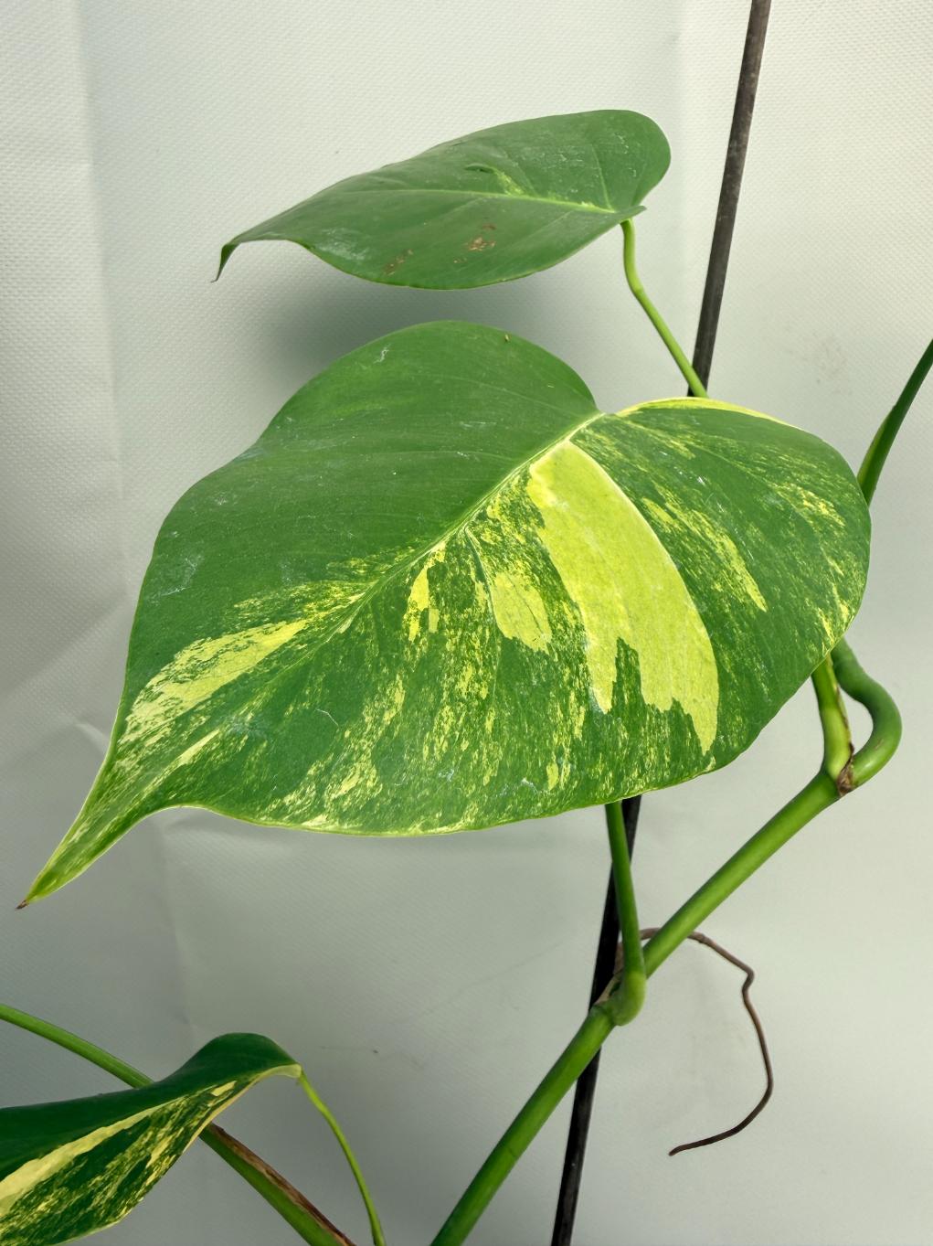 Monstera Variegata Aurea 08
