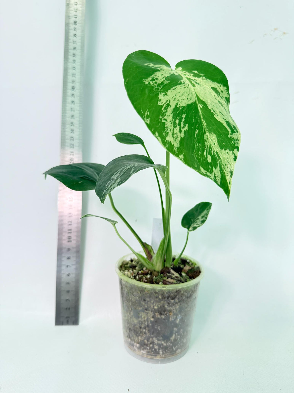Monstera Bulbasaur 2