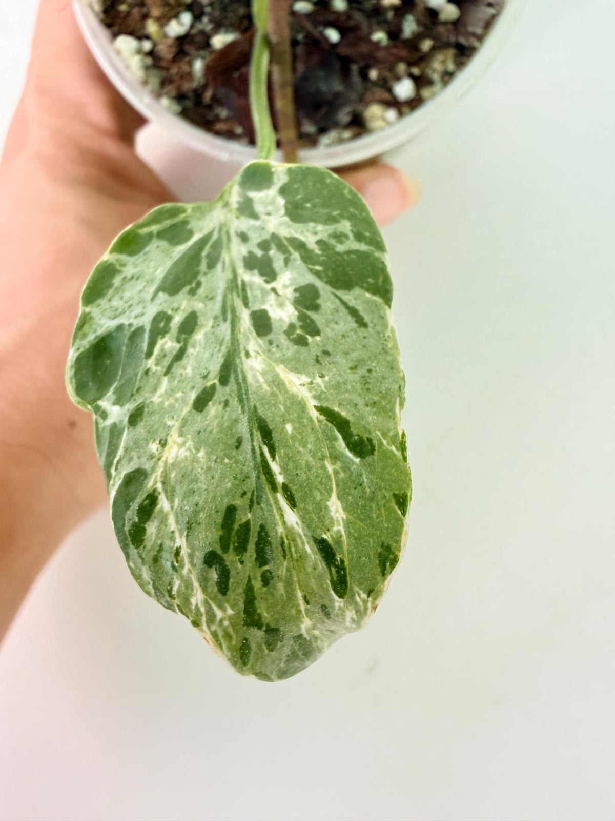 Monstera Bulbasaur 02