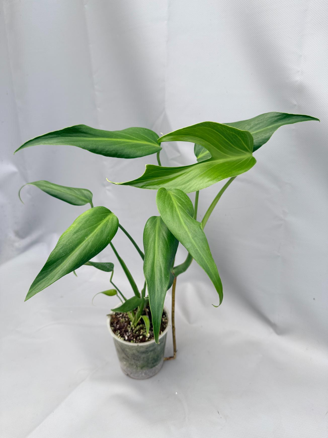 Monstera burle marx flame XL