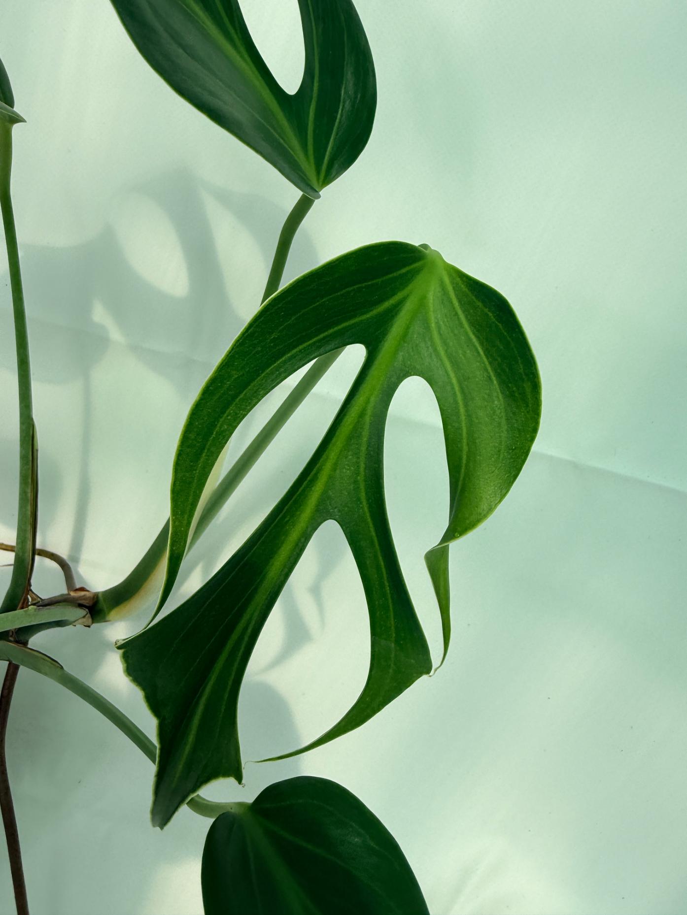 Monstera Burle Marx Flame XL 2
