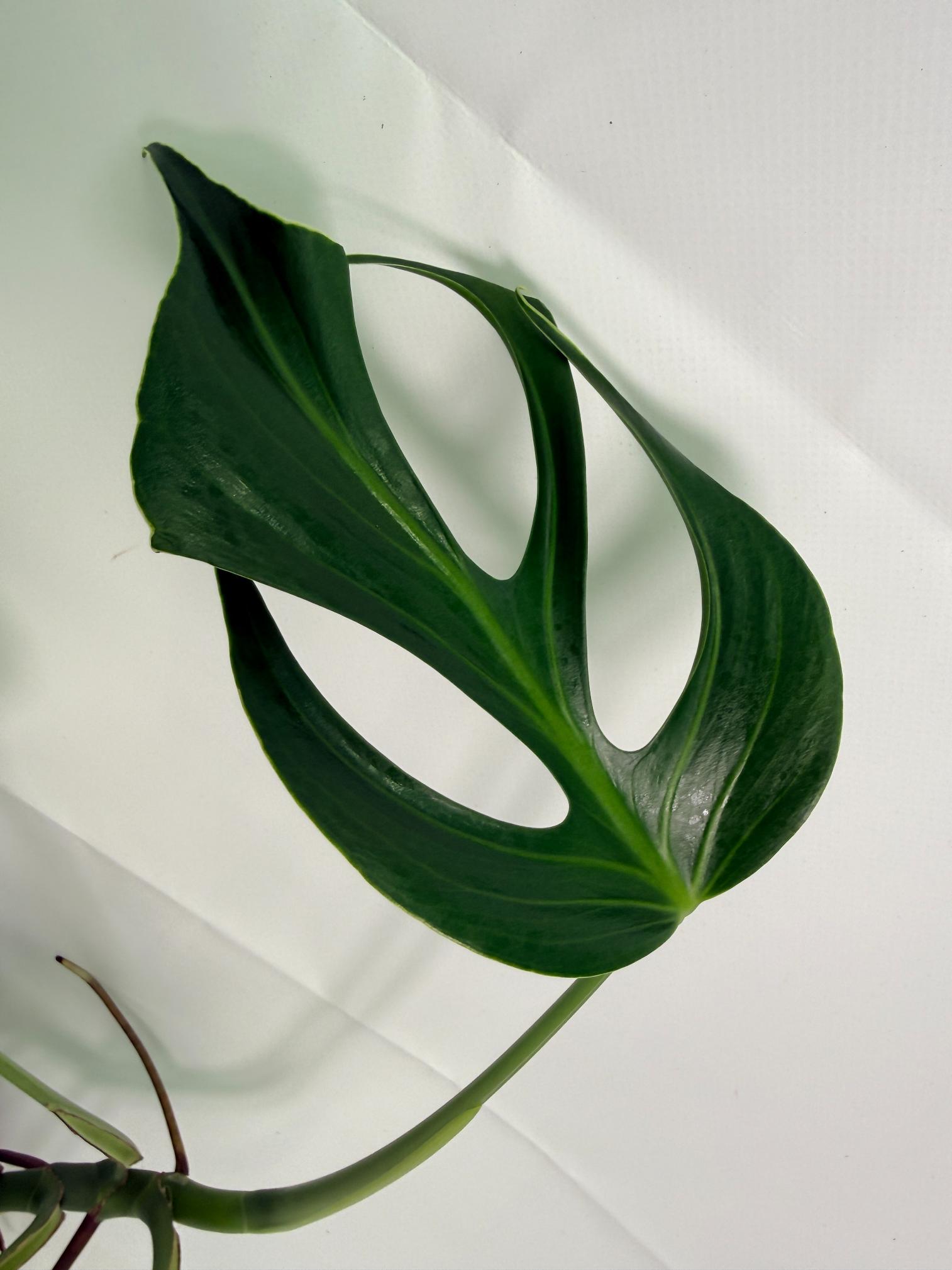 Monstera Burle Marx Flame XL 02