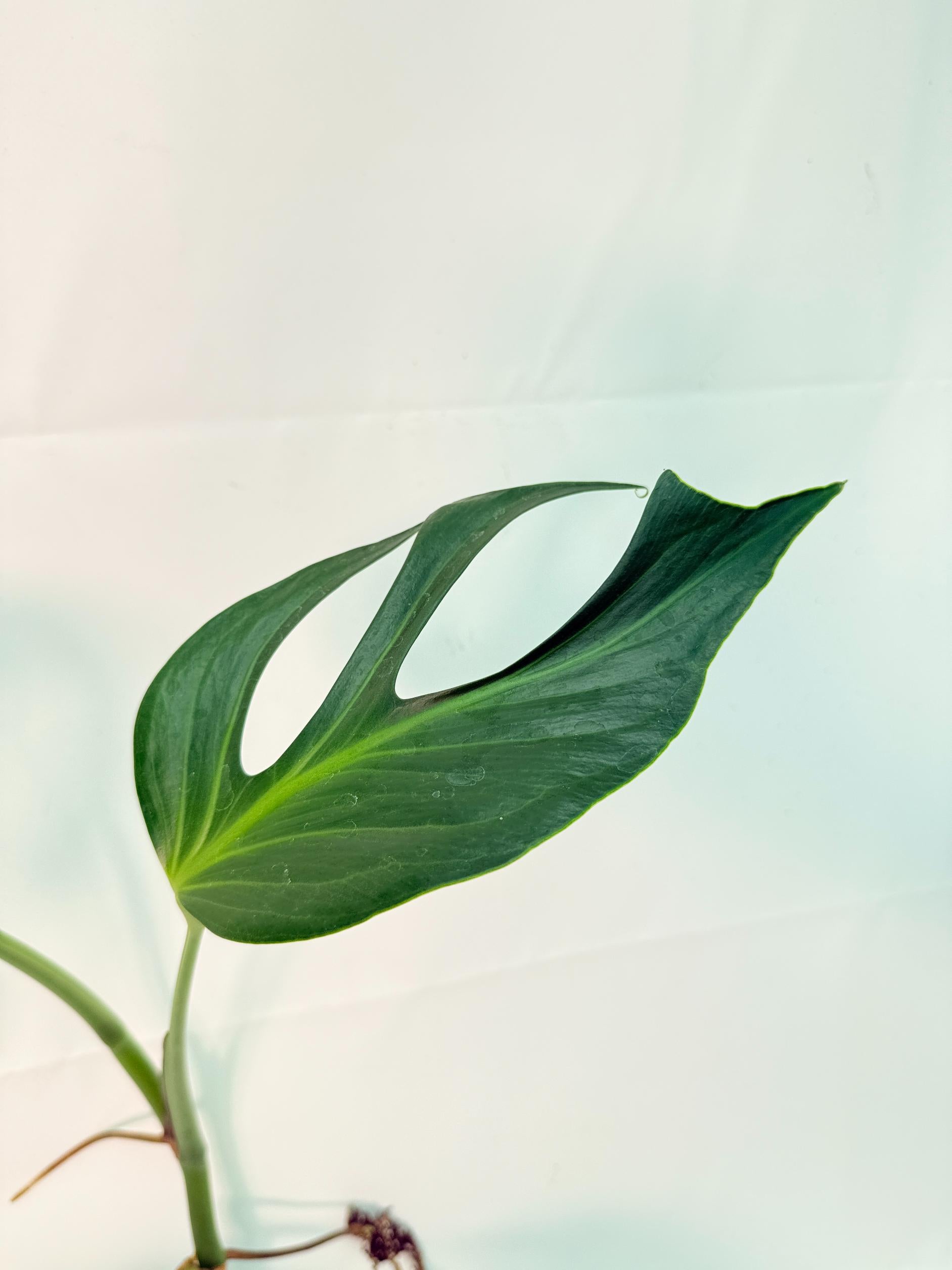 Monstera Burle Marx Flame XL 2