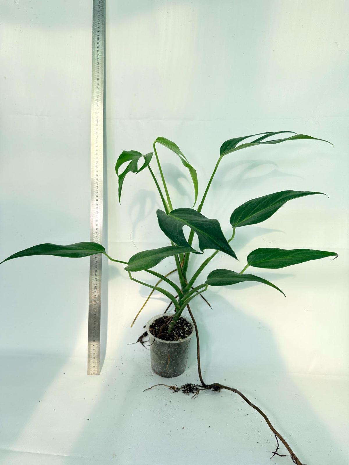 Monstera 'Burle Marx Flame XL' 6