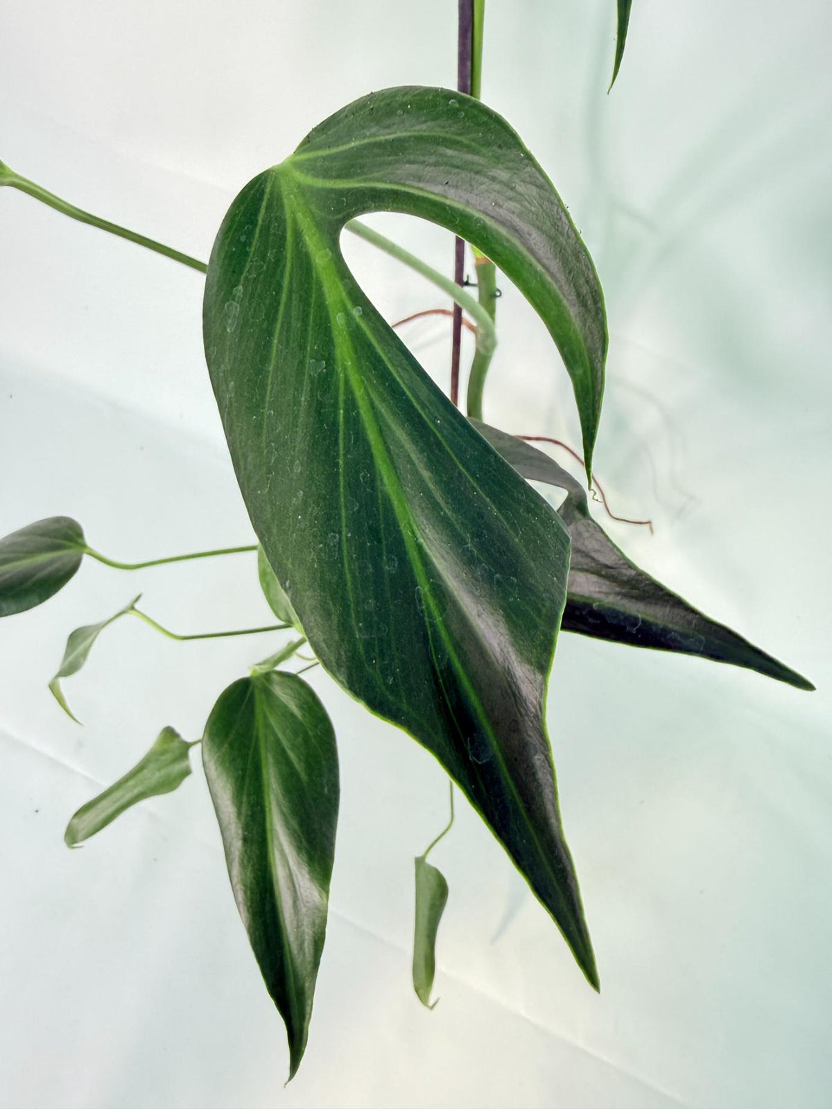 Monstera 'Burle Marx Flame XXL 02