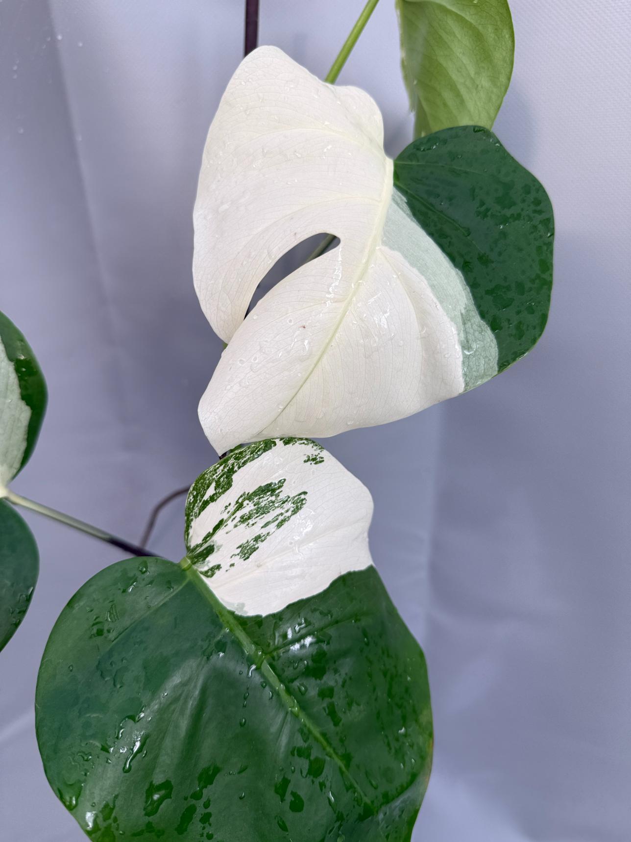 Monstera Deliciosa Albo variegata 26.01.15.07.02