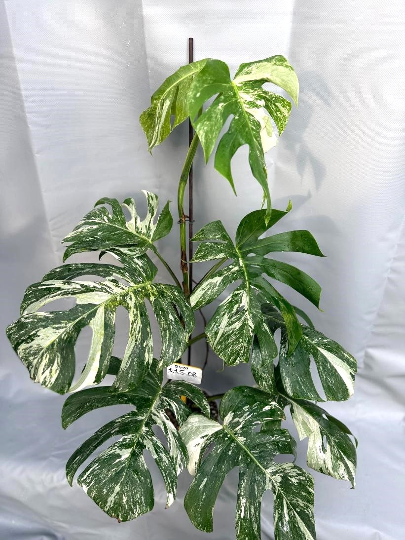 monstera variegata planta Monstera Albo Variegata