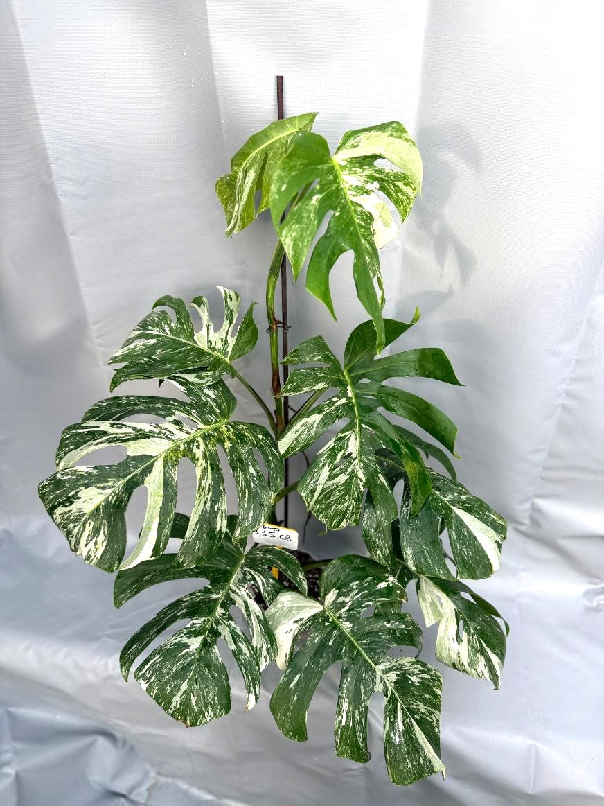 Monstera Albo Variegata 26.01.15.08.03