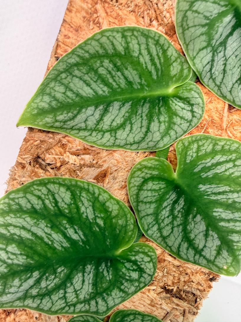Monstera Dubia 2