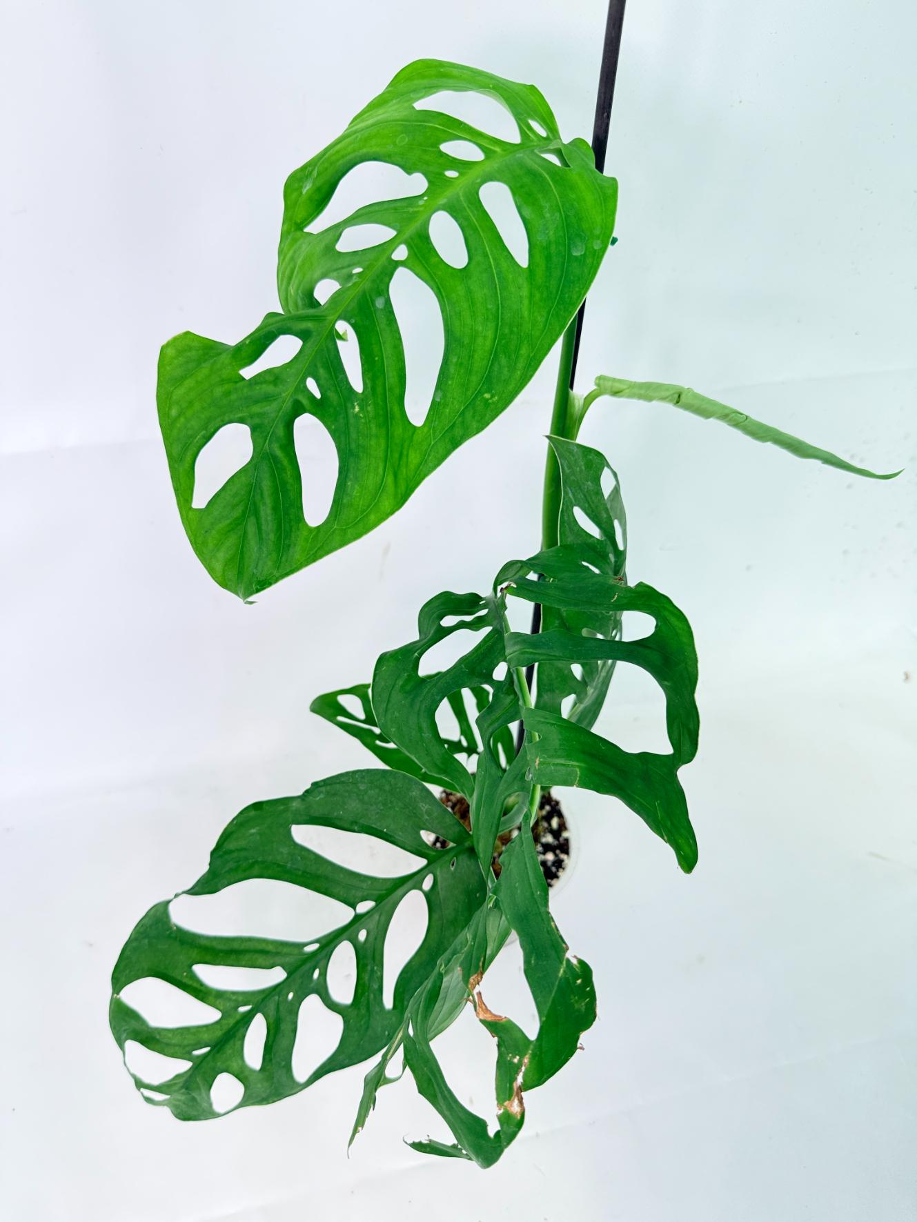 Monstera Epipremnoides Esqueleto 9