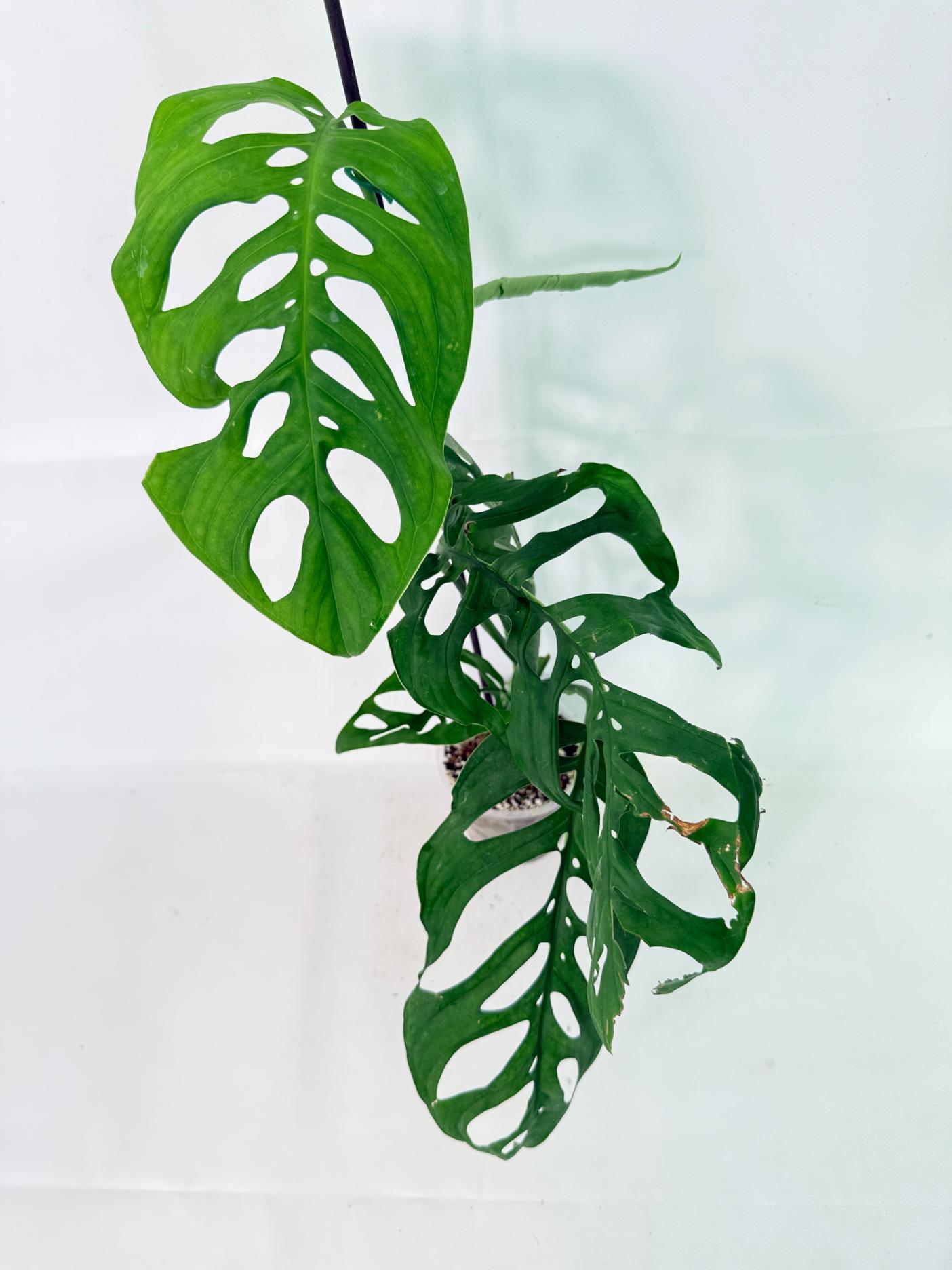 Monstera Epipremnoides Esqueleto 6