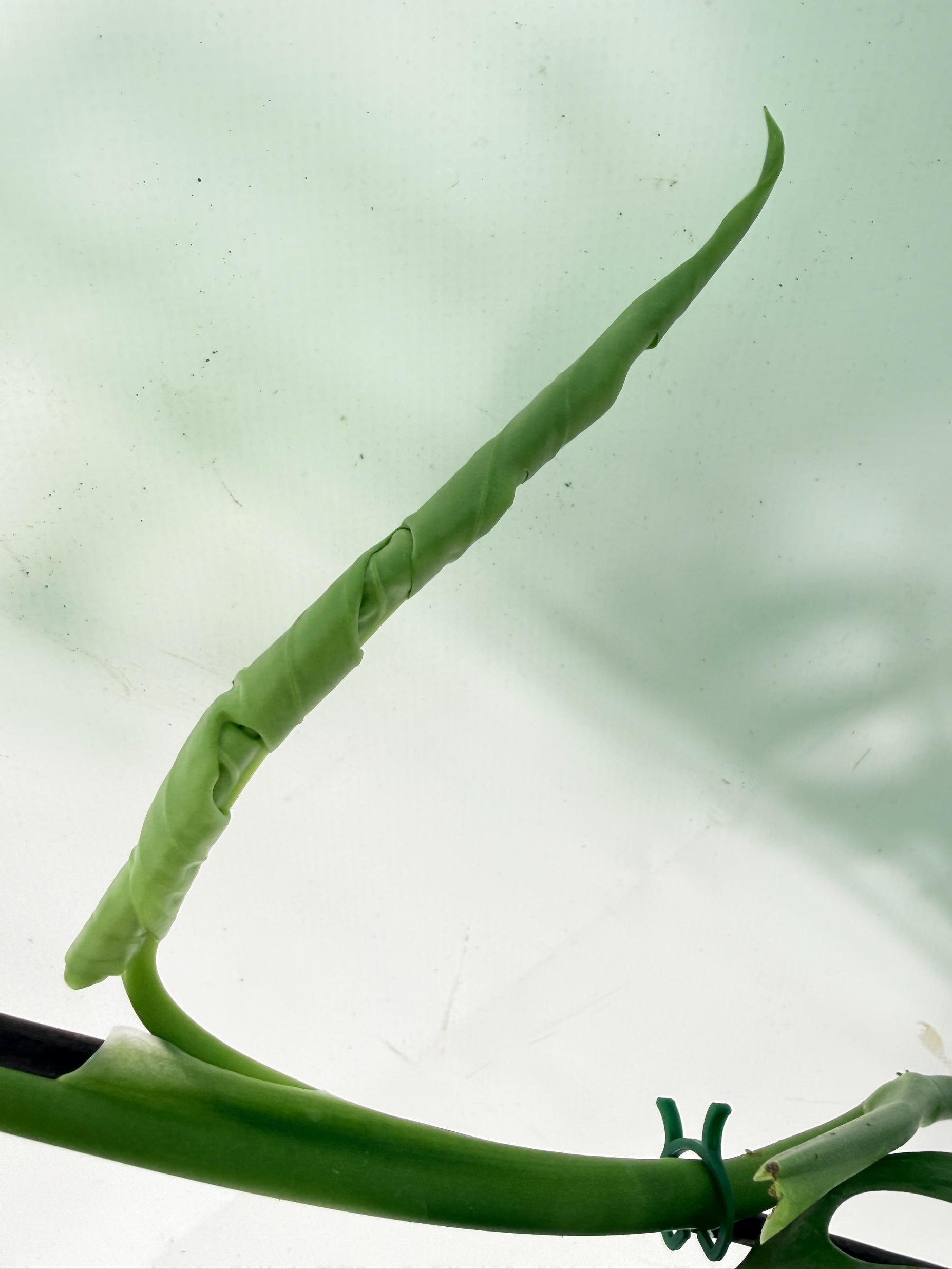 Monstera Epipremnoides Esqueleto 5