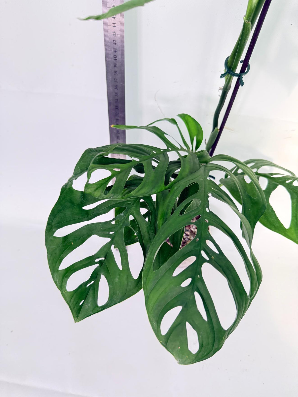 Monstera Epipremnoides Esqueleto 2