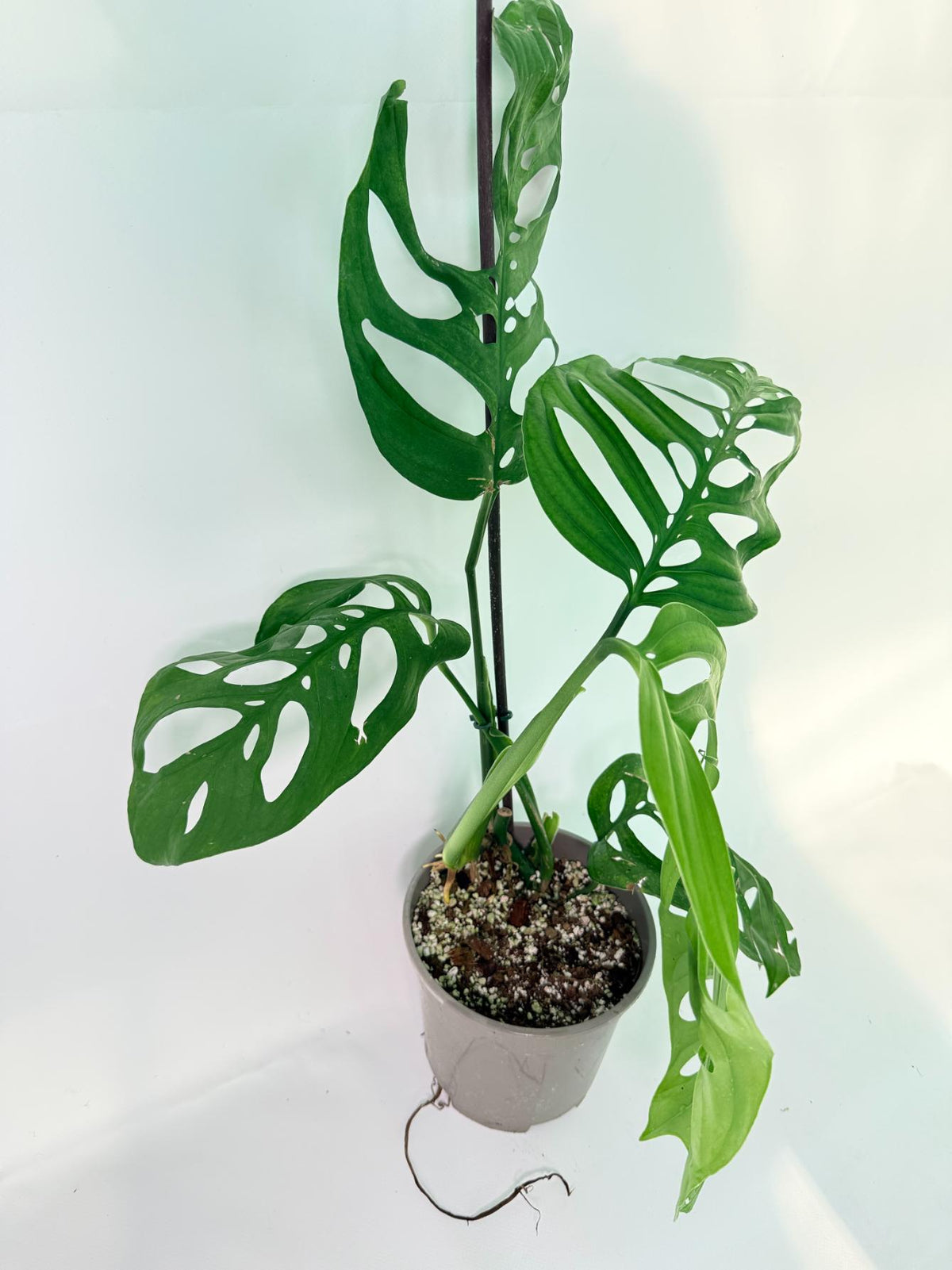 Monstera Epipremnoides Esqueleto 02