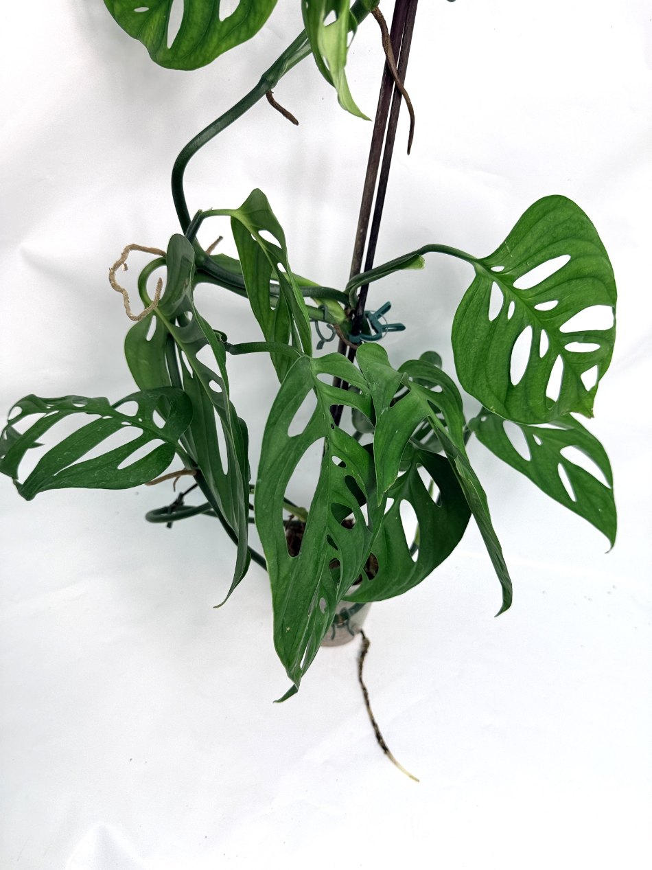 Monstera_Epipremnoides_Esqueleto_large