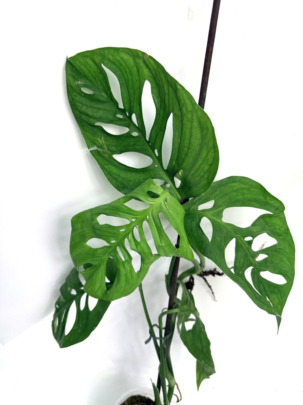 Monstera_Epipremnoides_Esqueleto_large