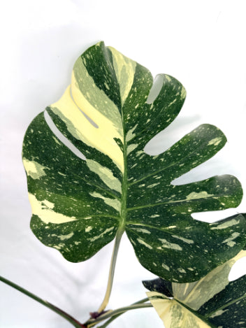 Monstera_Thai_Constellation