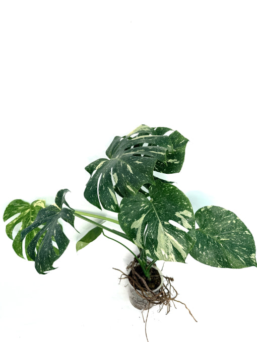 Monstera_Thai_Constellation