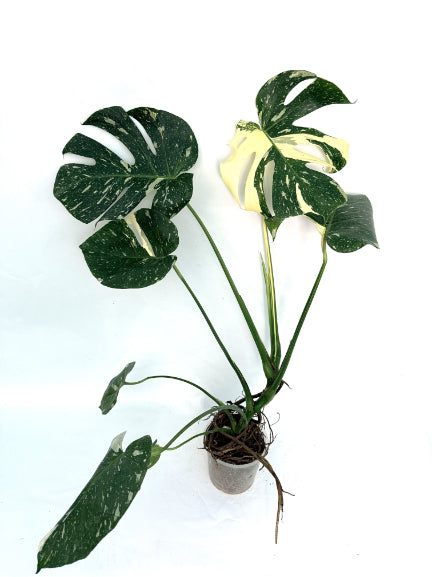 Monstera_Thai_Constellation