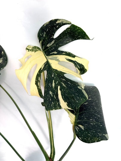 Monstera_Thai_Constellation